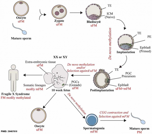 Molecular Development - Epigenetics - Embryology