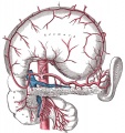 Fig. 533 The celiac artery and its branches.