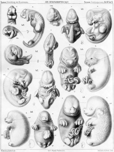 Echidna historic embryology 01.jpg