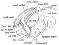 Fig. 173. Showing the Development of the Corpus Striatum in the floor and outer wall of the Cerebral Vesicle.