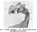 Model of the Pharynx
