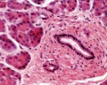 Pancreas histology 106.jpg