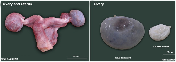Elephant ovary and uterus