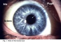 Illustration of the front of the eye, showing the iris, sclera and pupil. Credits: Webvision PMID:21413389 [PubMed]