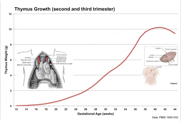 Fetal thymus weight growth graph