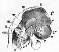 Fig. 42. Head of an embryo chick of the third day (seventy five hours) viewed sideways as a transparent object. (From Huxley.)