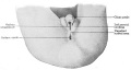 Fig. 642