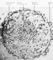 Isolated germinal vesicle (nucleus) of Rami pipiens