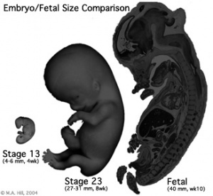 Size comparison embryo-fetus.jpg