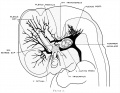 1921. Dural venous system human embryo 15 mm long