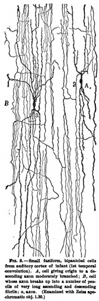 File:1899 Cajal 08.jpg