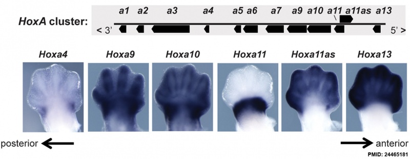 File:Hoxa gene expression in limb bud 01.jpg