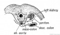 Fig. 223 B. Diagram to show how the descending Meso-colon becomes applied to the parietal Peritoneum of the left Lumbar Region.