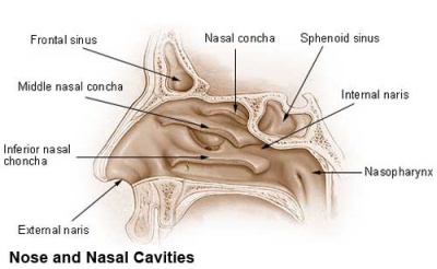Nasal cavities.jpg
