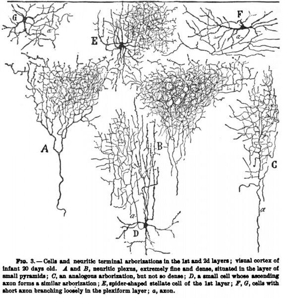 File:1899 Cajal 03.jpg