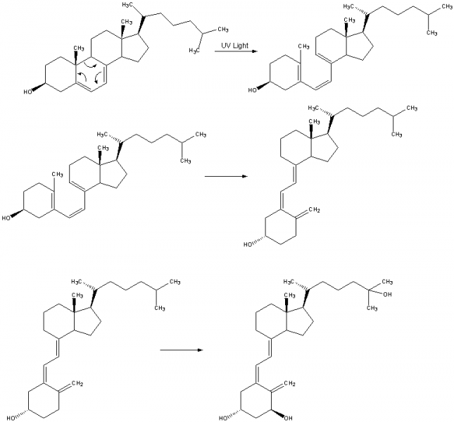 File:Vitamin D3 synthesis.png