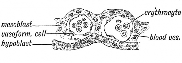 Fig. 26 Section across the wall of the Yolk Sac, showing blood vessels and nucleated red blood corpuscles forming in its mesoblastic layer.