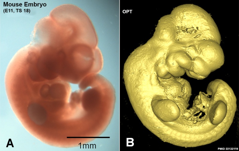 File:Mouse embryo E11 and tomography 01.jpg