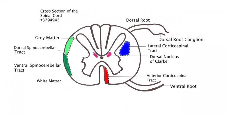 File:Cross Section of the Spinal Cord.jpg