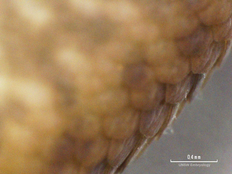 File:Lizard embryo 09.jpg