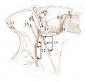 Lymph nodes - head neck superficial