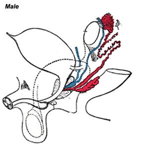 Urogenital male structures cartoon