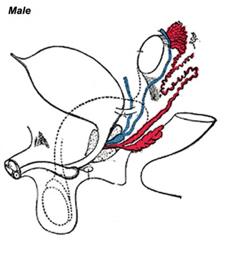 Prostate Development - Embryology