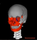 Adult Skull Movie 1 icon.jpg