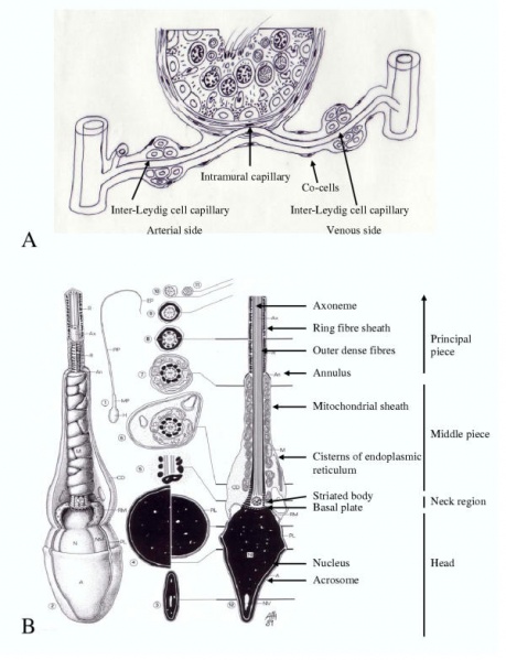File:Components and structure of Spermatozoa.jpeg