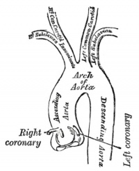 Aortic Arch