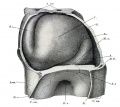 Fig. 374. Model of the heart of the embryo Halj of 3 mm. greatest length, 15 primitive somites.