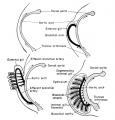 Larval respiration in the frog. Changes from internal to external gill circulation