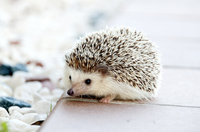 File:Hedgehog.jpg