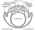 Fig. 39. Vertebrate embryo to show the parts of the mesoderm, of the coelom