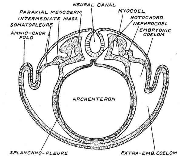 Fig. 39 Diagrammatic section across a vertebrate embryo to show the parts of the mesoderm, of the coelom, and also the origin of the neural canal and notochord.
