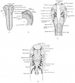 Origin and derivatives of the cranial ganglia
