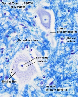 Spinal cord histology 03.jpg