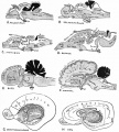 Sagittal sections of different species brains