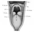 Fig. 339. Entrance of the larynx of an embryo of 16/23 cm male.