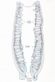 Fig. 574 Mesonephric veins human embryo 9.5 mm GL