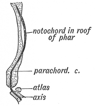 Fig. 53 The relationship of the Notochord to the basilar or parachordal cartilage of the human embryo.