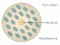 77260486 cell structure 304.gif