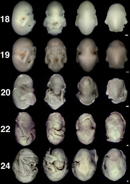 File:Bat embryo stage 18-24.jpg