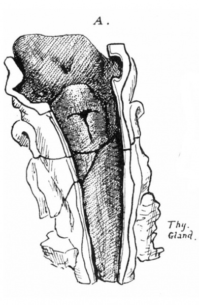 File:Frazer1910 fig08a.jpg