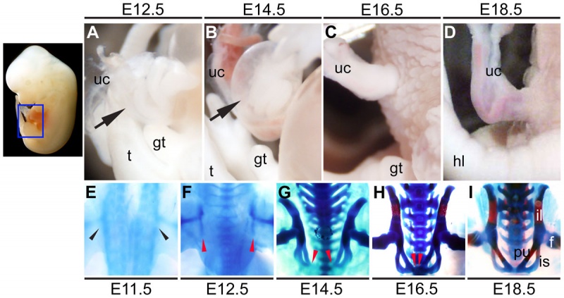 File:Mouse ventral body wall development 01.jpg