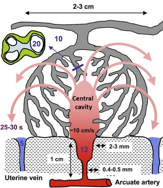 File:Placenta lobule blood flow cartoon.jpg