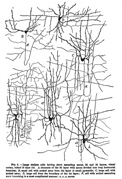 File:1899 Cajal 05.jpg