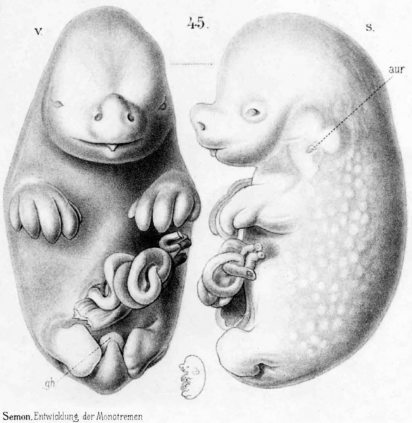 File:Echidna historic embryology 45.jpg