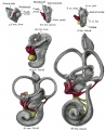 Lateral views of membranous labyrinth and acoustic complex