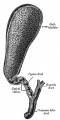 Historic drawing gall bladder anatomy